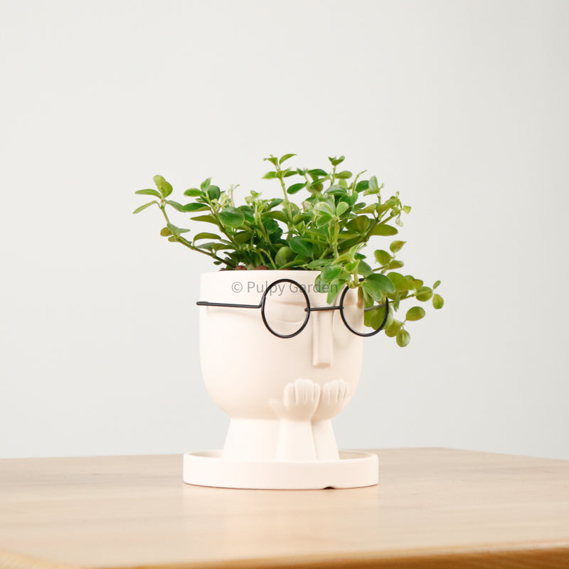 Peperomia rotundifolia in The Thinker
