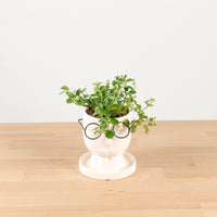 Peperomia rotundifolia in The Thinker