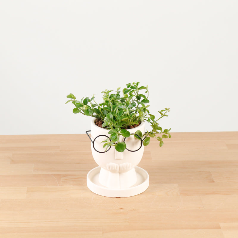 Peperomia rotundifolia in The Thinker