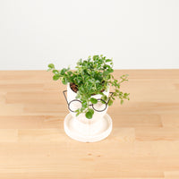 Peperomia rotundifolia in The Thinker