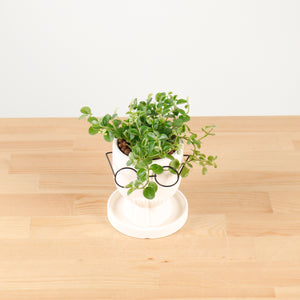 Peperomia rotundifolia in The Thinker