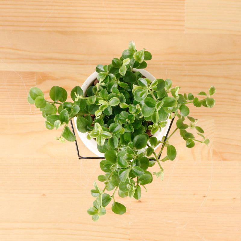 Peperomia rotundifolia in The Thinker