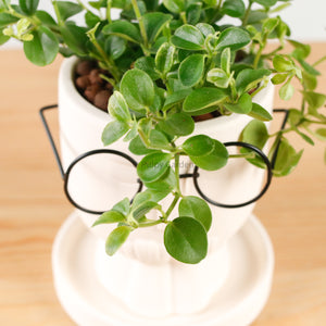 Peperomia rotundifolia in The Thinker