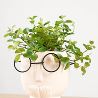 Peperomia rotundifolia in The Thinker