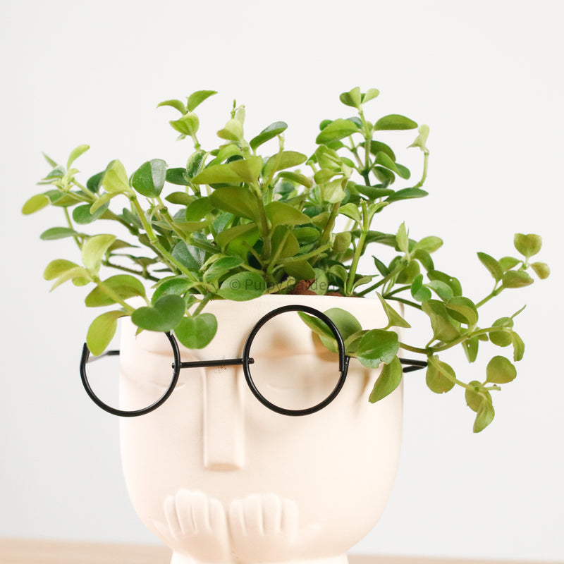 Peperomia rotundifolia in The Thinker