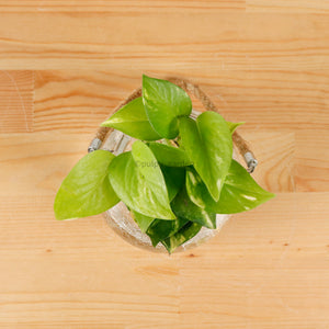 Money Plant (Small) in Glass Bowl
