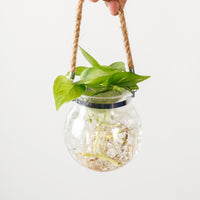 Money Plant (Small) in Glass Bowl