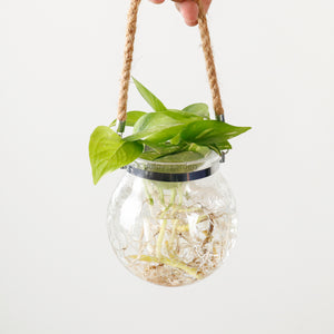 Money Plant (Small) in Glass Bowl