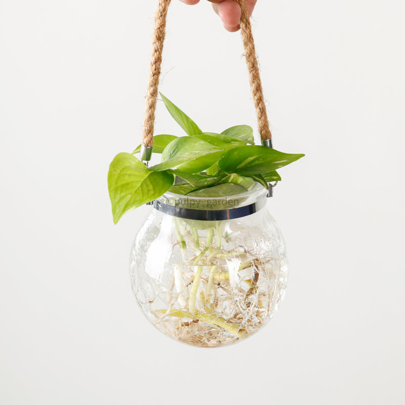 Money Plant (Small) in Glass Bowl