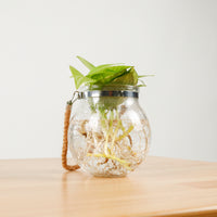 Money Plant (Small) in Glass Bowl