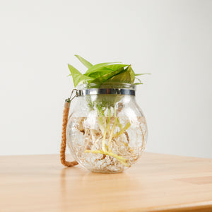 Money Plant (Small) in Glass Bowl