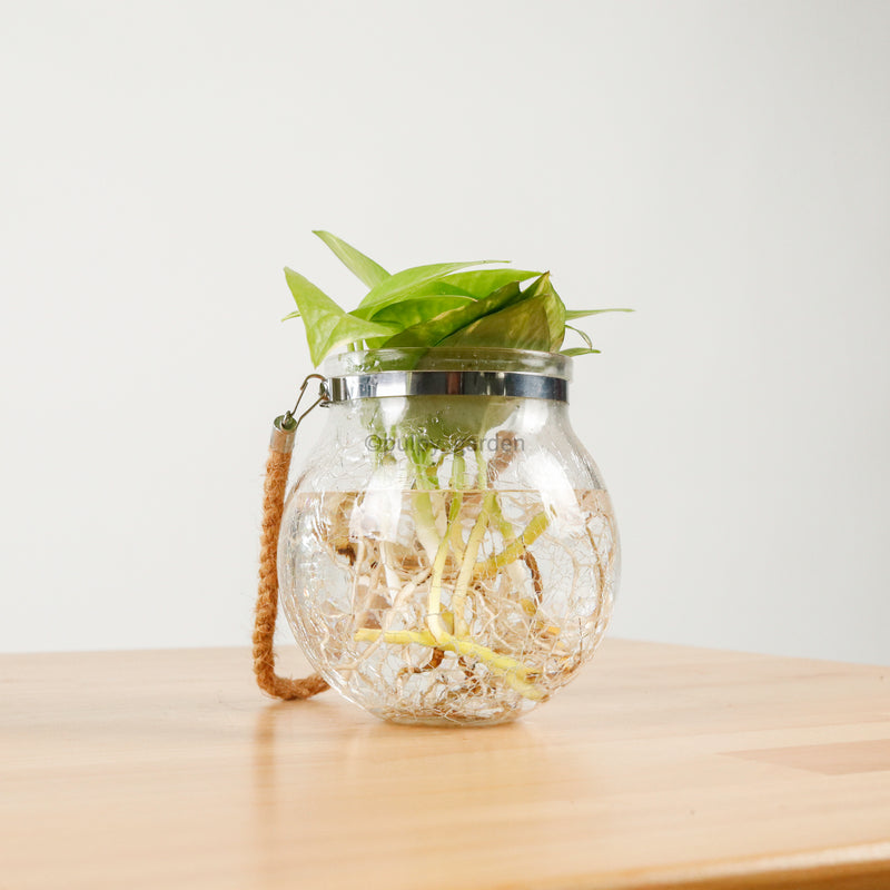 Money Plant (Small) in Glass Bowl