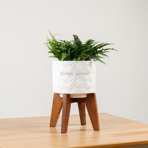 Boston Fern in WhiteWood