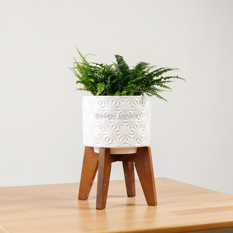 Boston Fern in WhiteWood