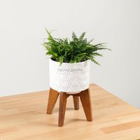 Boston Fern in WhiteWood
