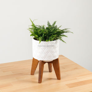 Boston Fern in WhiteWood