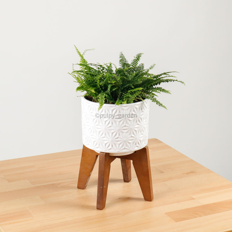Boston Fern in WhiteWood