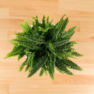 Boston Fern in WhiteWood