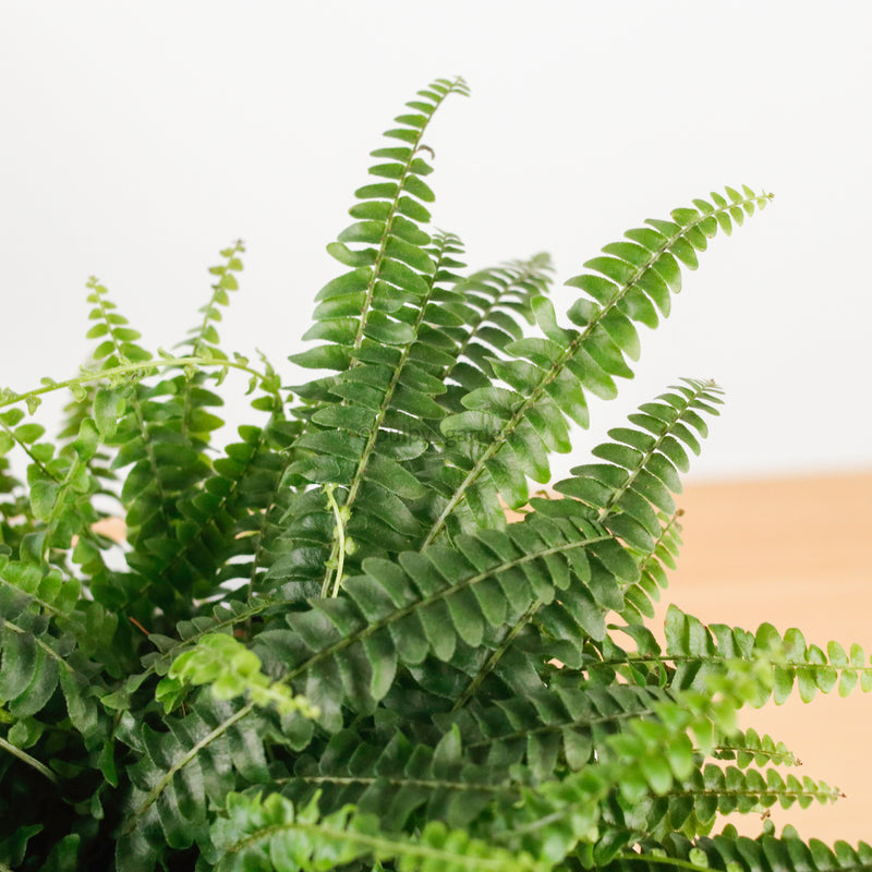 Boston Fern in WhiteWood