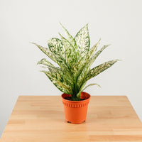 Dieffenbachia White Zebra in Nursery Grow Pot