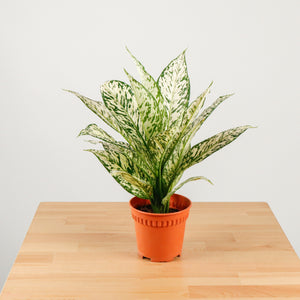 Dieffenbachia White Zebra in Nursery Grow Pot