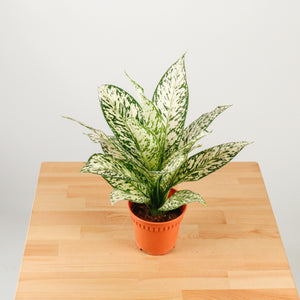 Dieffenbachia White Zebra in Nursery Grow Pot