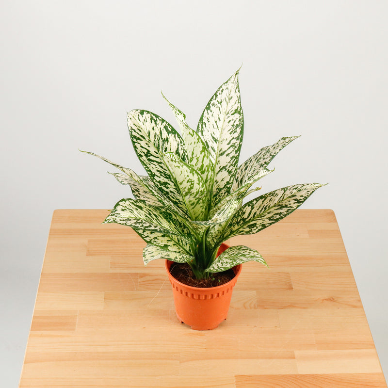 Dieffenbachia White Zebra in Nursery Grow Pot