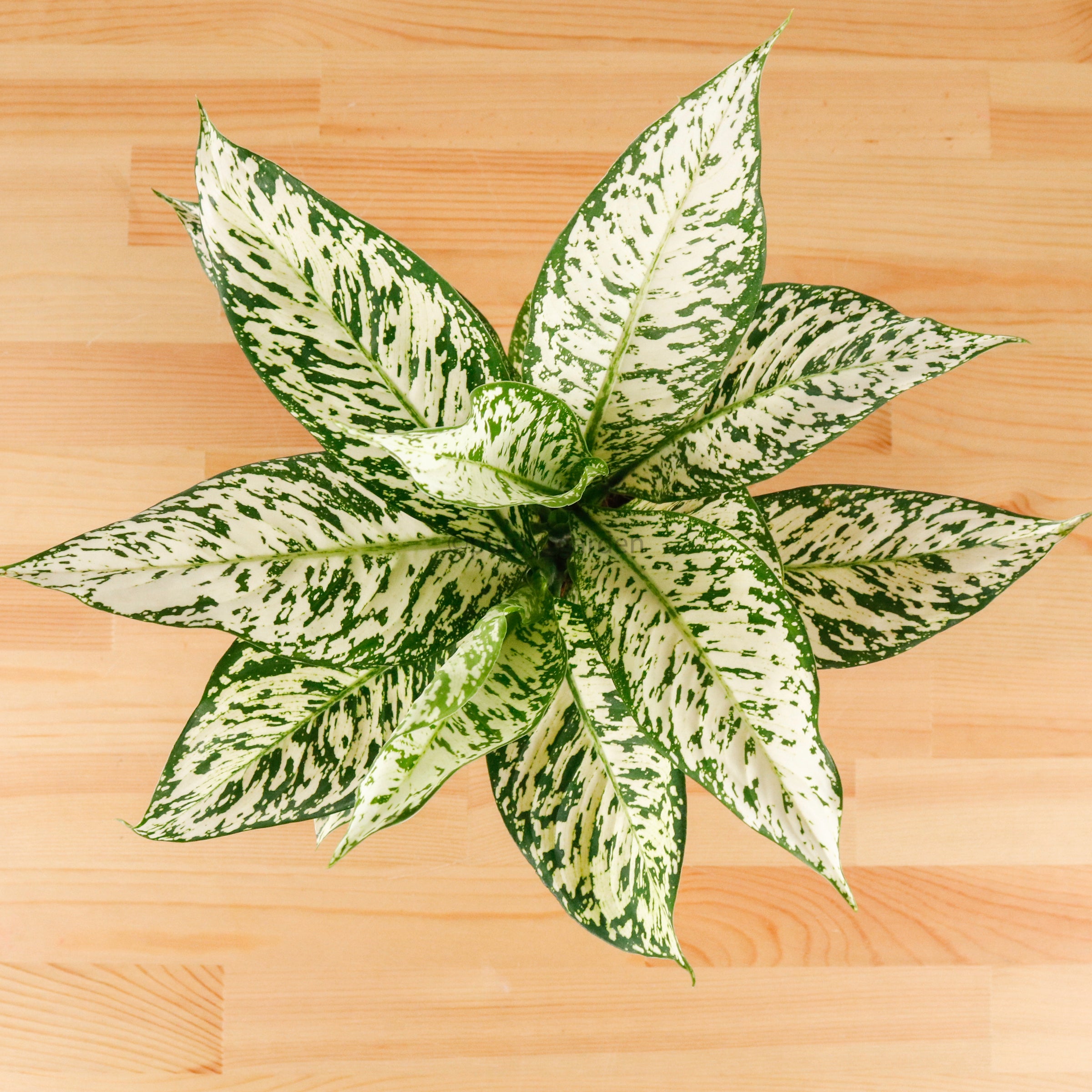 dieffenbachia zebra Large Dieffenbachia White Zebra (80cm) in Nursery Grow Pot – Pulpy Garden