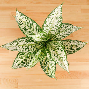 Dieffenbachia White Zebra in Nursery Grow Pot