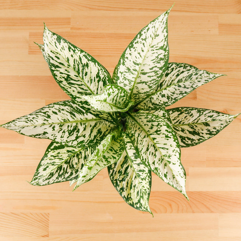 Dieffenbachia White Zebra in Nursery Grow Pot