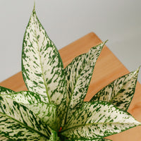 Dieffenbachia White Zebra in Nursery Grow Pot