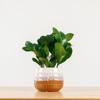 ZZ Plant aka jin qian shu (金钱树)(XS) in Toffee Planter