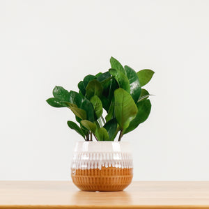 ZZ Plant aka jin qian shu (金钱树)(XS) in Toffee Planter
