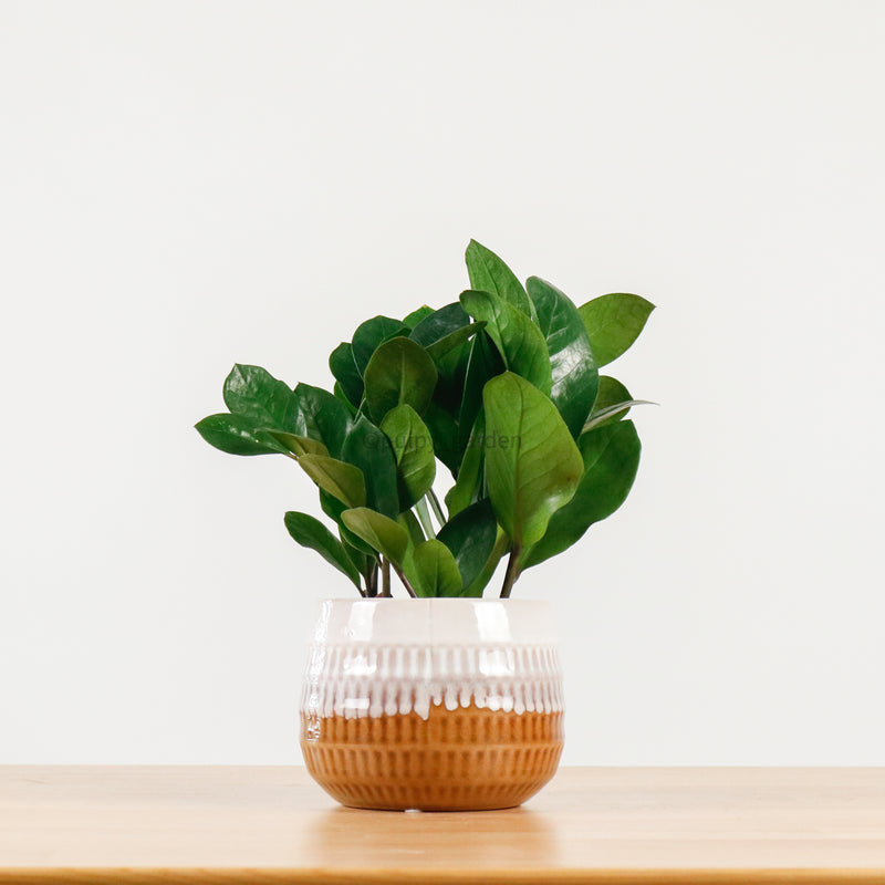 ZZ Plant aka jin qian shu (金钱树)(XS) in Toffee Planter