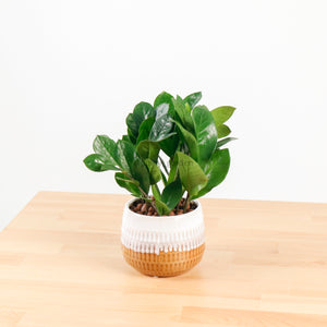 ZZ Plant aka jin qian shu (金钱树)(XS) in Toffee Planter