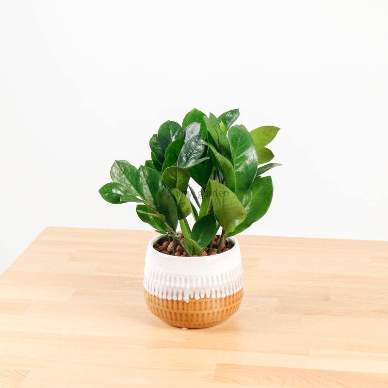 ZZ Plant aka jin qian shu (金钱树)(XS) in Toffee Planter