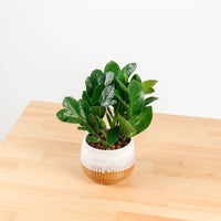 ZZ Plant aka jin qian shu (金钱树)(XS) in Toffee Planter