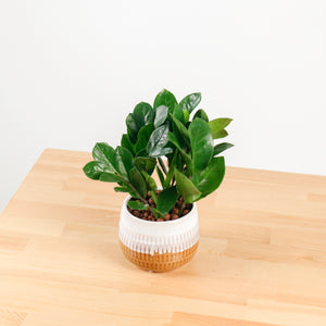 ZZ Plant aka jin qian shu (金钱树)(XS) in Toffee Planter
