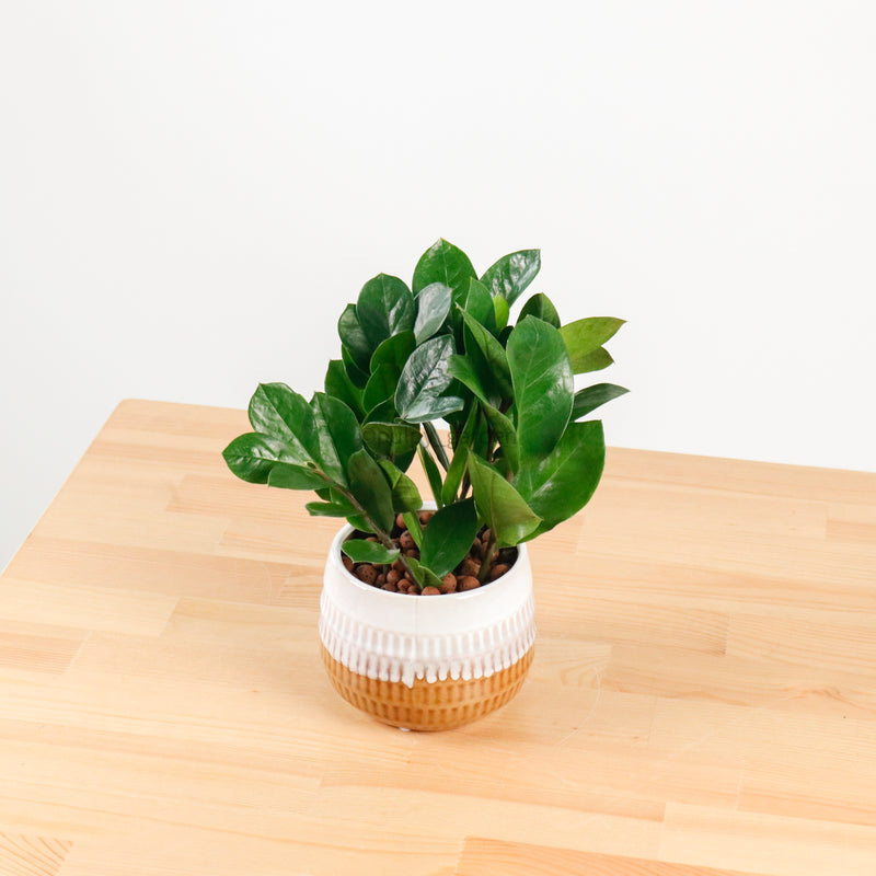 ZZ Plant aka jin qian shu (金钱树)(XS) in Toffee Planter