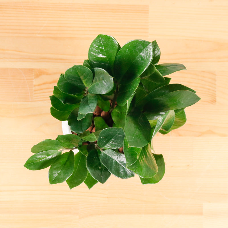 ZZ Plant aka jin qian shu (金钱树)(XS) in Toffee Planter