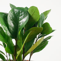 ZZ Plant aka jin qian shu (金钱树)(XS) in Toffee Planter