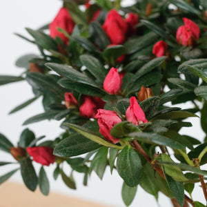 Azalea Pink Plant in Nursery Grow Pot