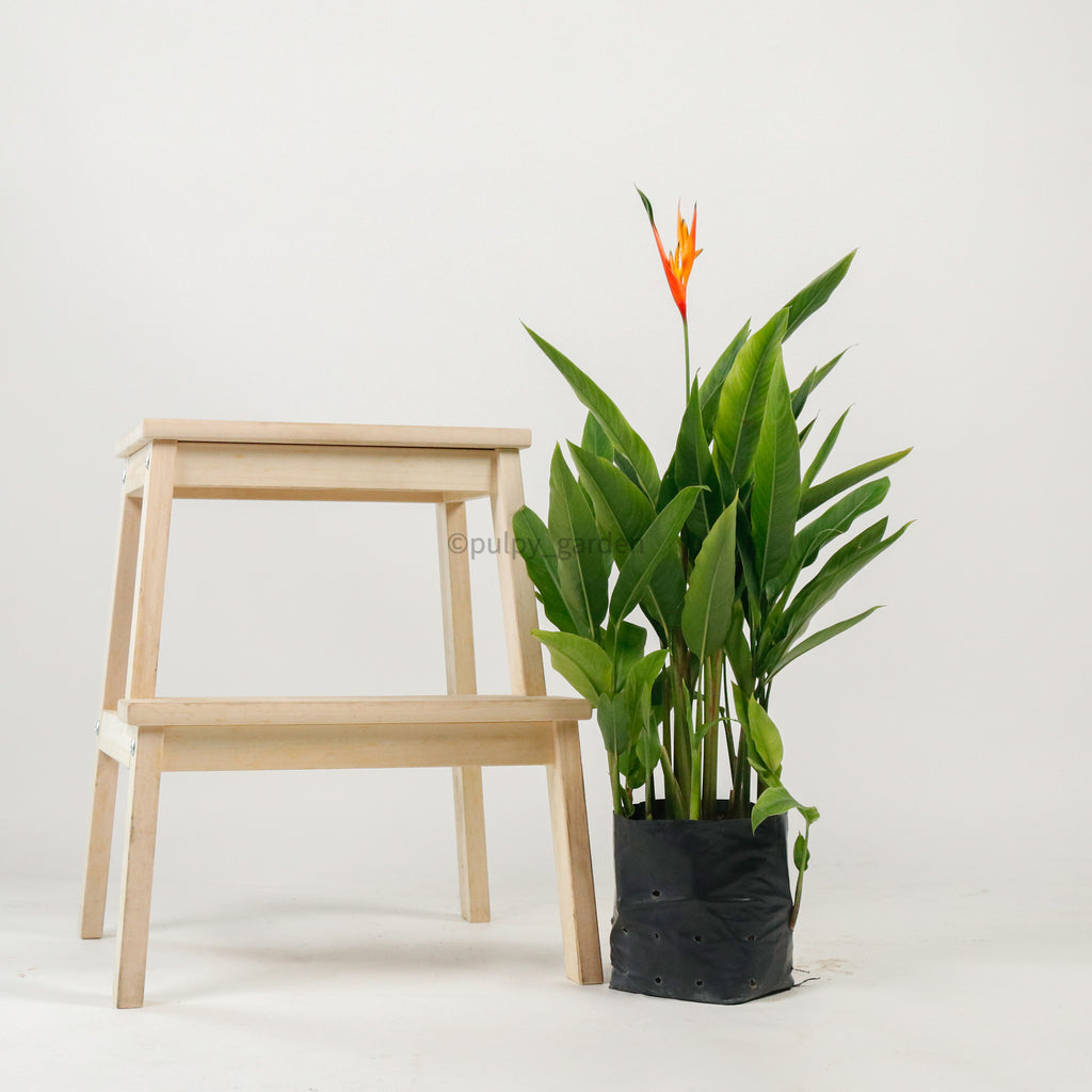 Large DWARF heliconia spp (73cm) in Nursery Grow Planter