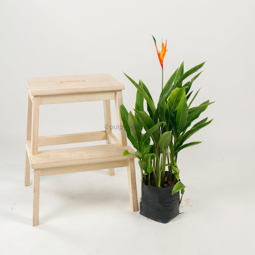 Large DWARF heliconia spp (73cm) in Nursery Grow Planter