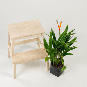 Large DWARF heliconia spp (73cm) in Nursery Grow Planter