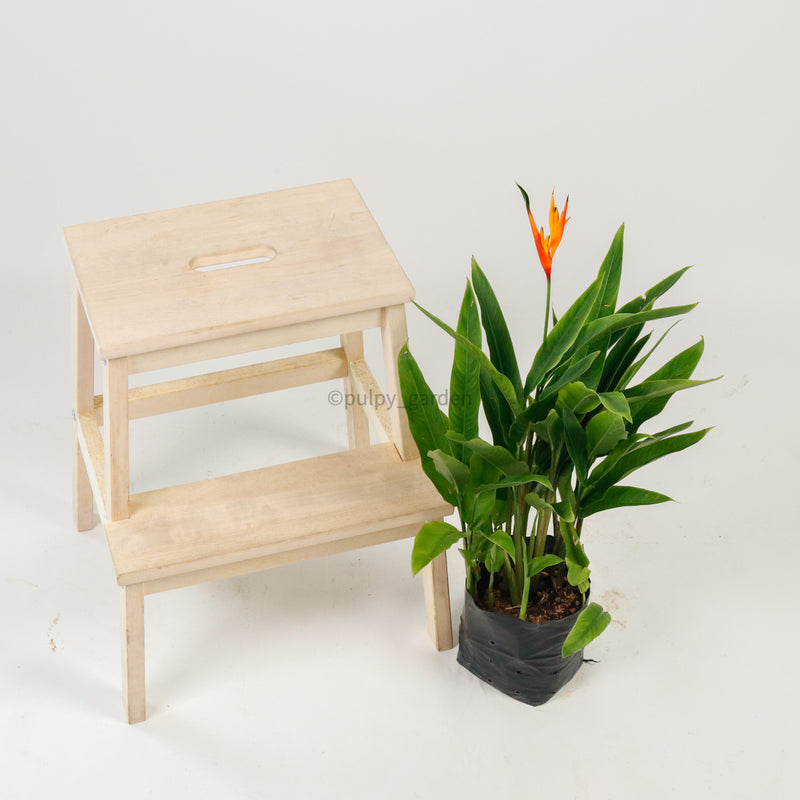 Large DWARF heliconia spp (73cm) in Nursery Grow Planter