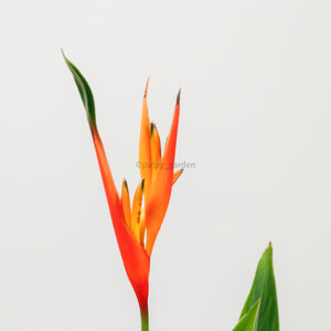 Large DWARF heliconia spp (73cm) in Nursery Grow Planter