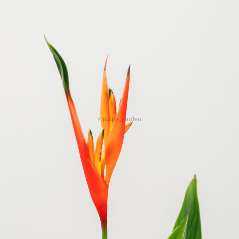 Large DWARF heliconia spp (73cm) in Nursery Grow Planter