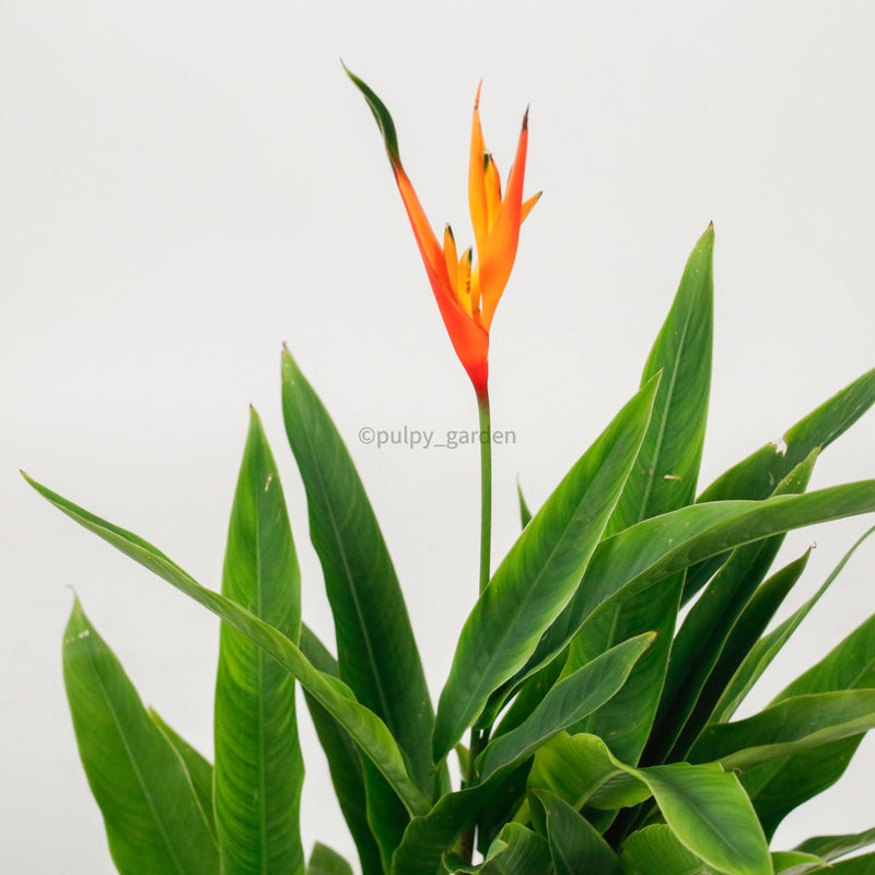 Large DWARF heliconia spp (73cm) in Nursery Grow Planter