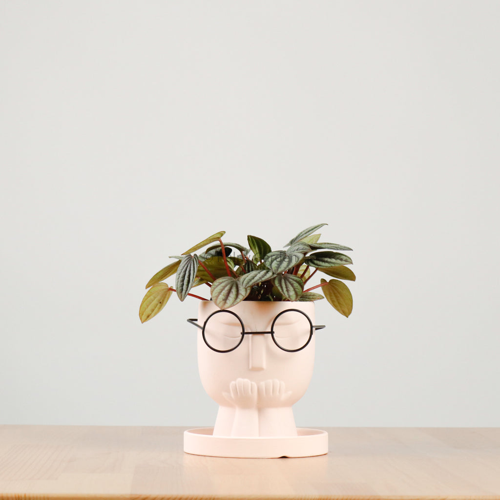 Peperomia caperata 'Albovittata' in The Thinker